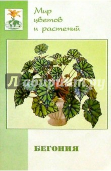 Бегония (Begonia). Семейство - бегониевые
