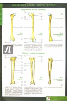 Таблицы по анатомии человека: Костная система. Учебно-наглядное пособие