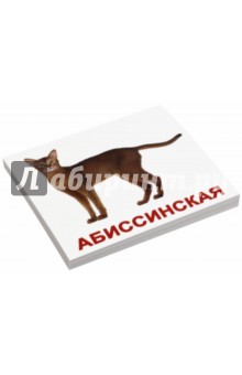 Комплект карточек мини "Породы кошек"