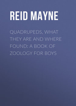 Quadrupeds, What They Are and Where Found: A Book of Zoology for Boys