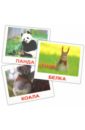 Комплект карточек мини "Дикие животные" 8х10 см