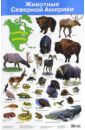 Животные Северной Америки. Демонстрационный плакат (2881)
