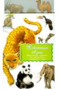 Дидактические карточки "Животные Азии"