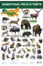 Плакат "Животные леса и тайги" (2687)