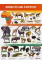 Плакат "Животные Африки" (2705)