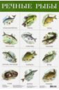 Плакат "Речные рыбы" (2165)