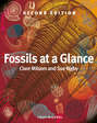 Fossils at a Glance