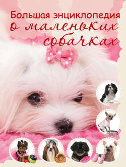 Большая энциклопедия о маленьких собачках