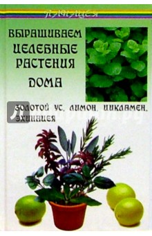 Выращиваем целебные растения дома: Золотой ус, лимон, цикламен, эхинацея