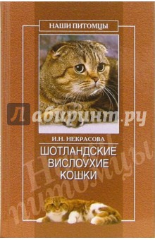 Шотландские вислоухие кошки