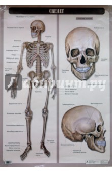 Скелет (глянец, 6255)
