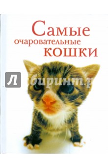 Самые очаровательные кошки