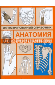 Скелет и мускулы человека
