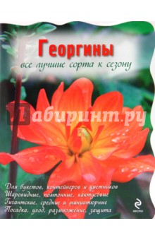 Георгины