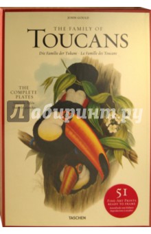 Family of Toucans