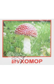 Грибы