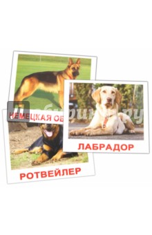 Комплект карточек "Породы собак" 16,5х19,5 см.
