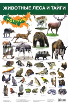 Плакат "Животные леса и тайги" (2687)