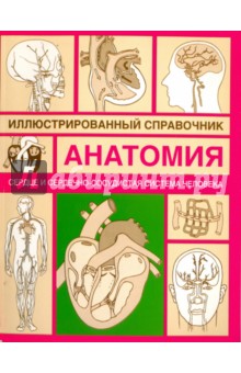 Сердце и сердечно-сосудистая система