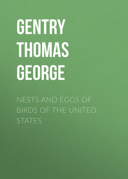 Nests and Eggs of Birds of The United States