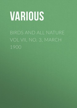 Birds and all Nature Vol VII, No. 3, March 1900