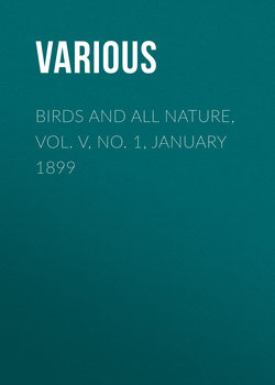 Birds and all Nature, Vol. V, No. 1, January 1899