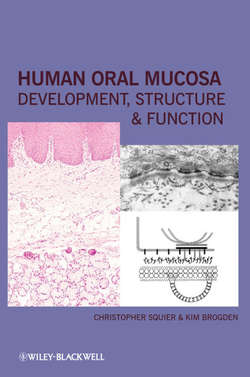 Human Oral Mucosa. Development, Structure and Function