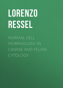 Normal Cell Morphology in Canine and Feline Cytology. An Identification Guide
