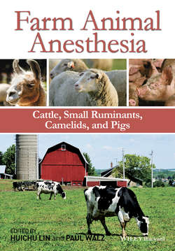 Farm Animal Anesthesia. Cattle, Small Ruminants, Camelids, and Pigs