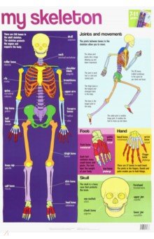 My Skeleton  chart (laminated, 520x760mm)