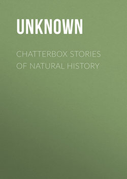 Chatterbox Stories of Natural History
