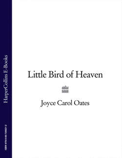 Little Bird of Heaven