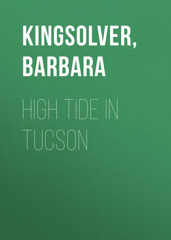 High Tide in Tucson