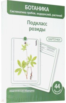 Ботаника. Систематика грибов, водорослей, растений. Подкласс розиды. 44 карточки