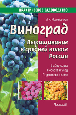 Виноград. Выращивание в средней полосе России