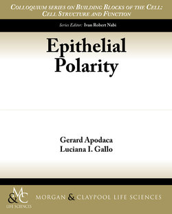 Epithelial Polarity
