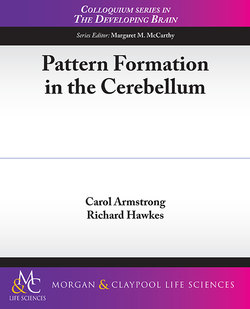 Pattern Formation in the Cerebellum