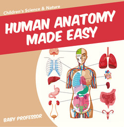 Human Anatomy Made Easy - Children's Science & Nature