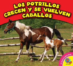 Los potrillos crecen y se vuelven caballos