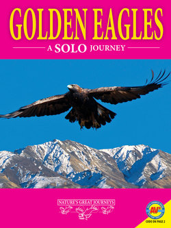 Golden Eagles: A Solo Journey