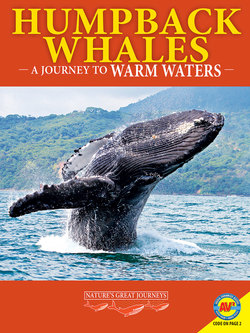 Humpback Whales: A Journey to Warm Waters