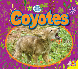 Coyotes 