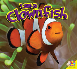 Clownfish