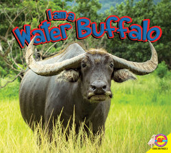 Water Buffalo