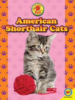 American Shorthair Cats