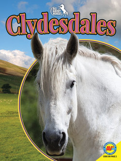 Clydesdales