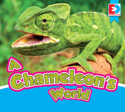 A Chameleon’s World