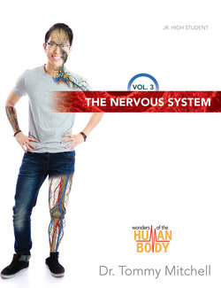 Nervous System, The