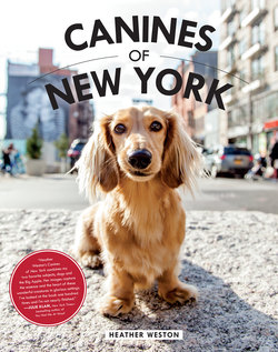 Canines of New York