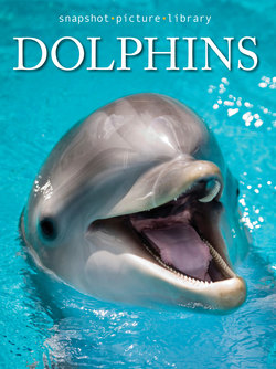 Dolphins